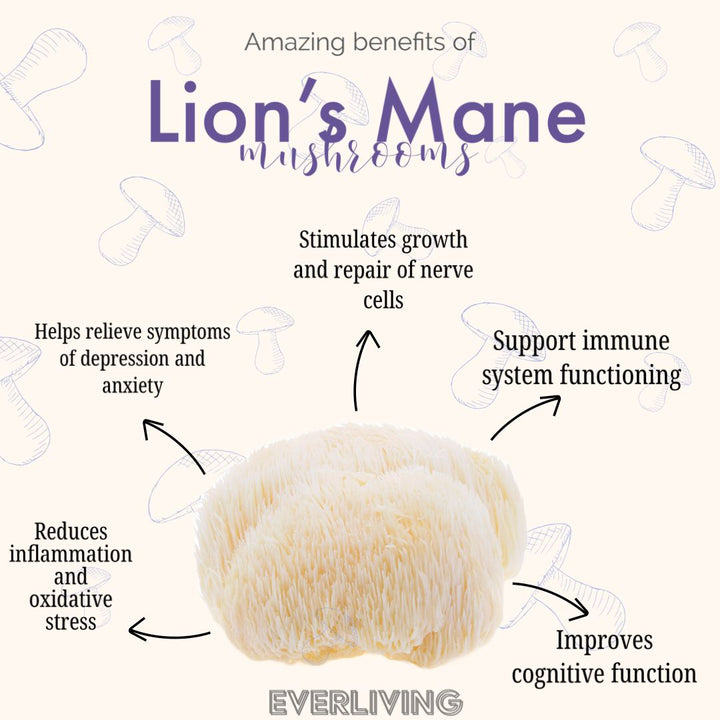Lions Mane Mushroom Extract 60ML (2 FL OZ)